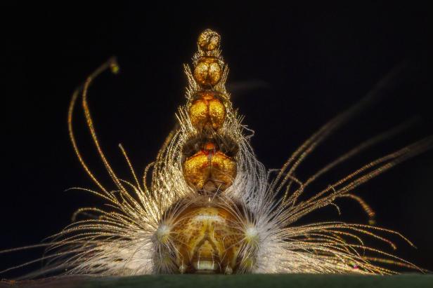 "Verrückte Hutmacher-Raupe" von Georgina Steytler in der Kategorie: "Behavoiur: Invertebrates"