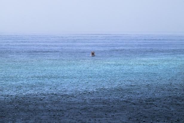 Luca Lorenz mit "Seal Serenity". Kategorie: Rising Star