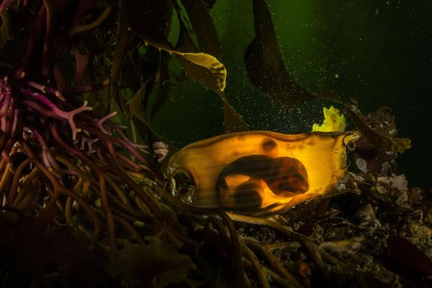 Ralph Pace mit "Überlebenskampf" in der Kategorie "Unterwasser"
