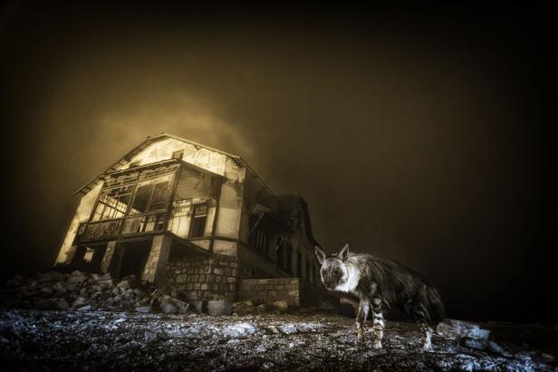 "Ghost Town Visitor" von Wim van den Heever mit der Auszeichnung "Wildlife Photographer of the Year 2025"