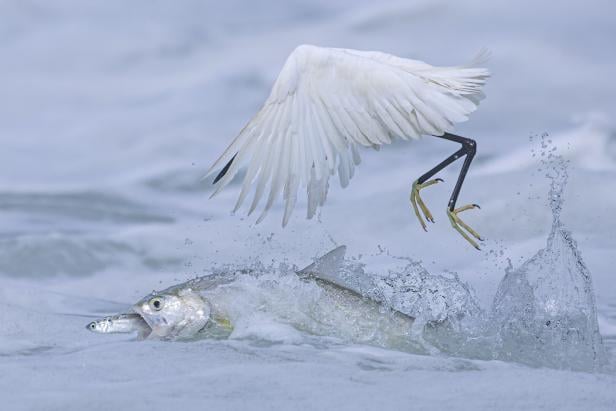 Qingrong Yang mit "Synchronised Fishing" in der Kategorie "Behaviour Birds"