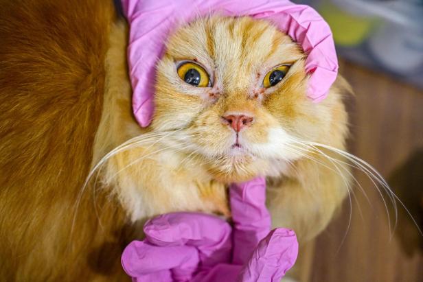 Hello Doc! TOPSHOT-INDONESIA-HEALTH-ANIMAL