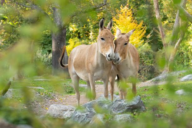 Zwei asiatische Wildesel stehen eng beieinander auf einem grünen, von Bäumen umgebenen Weg.