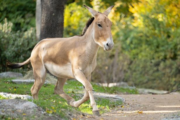 Ein asiatischer Wildesel mit hellem Fell und dunkler Mähne läuft auf einem sandigen Weg im Grünen.