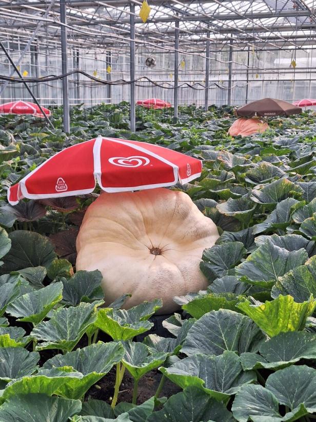 Riesenkürbis im Glashaus unter Sonnenschirm