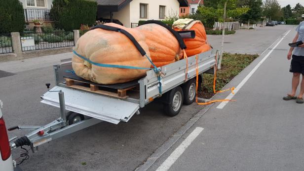 Riesenkürbis auf Anhänger