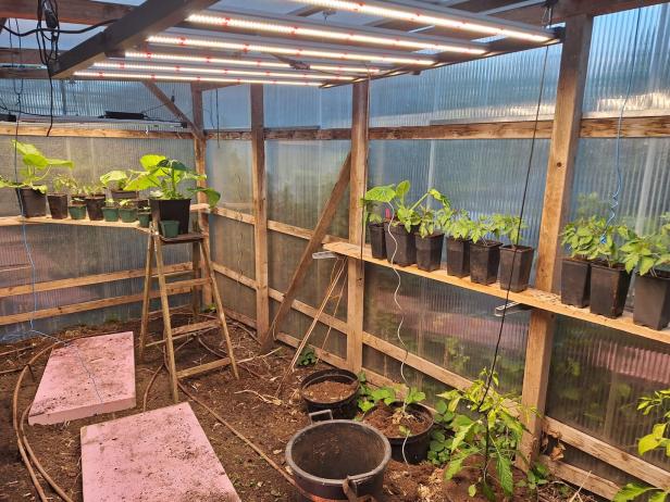 Riesenkürbisse im Gewächshaus