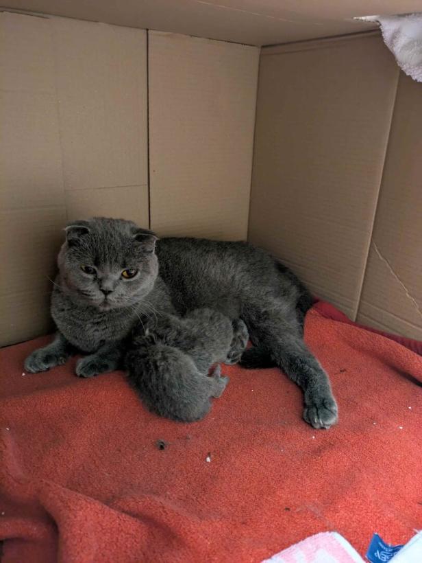Eine graue Katze liegt mit ihren kleinen Kätzchen in einem Karton auf einer roten Decke.