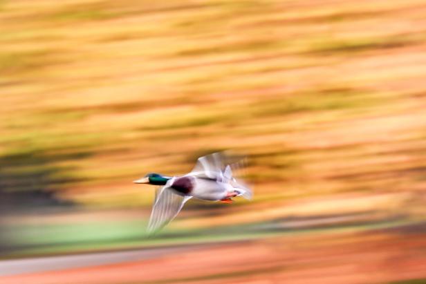 Der Herbst... GERMANY-AUTUMN-FEATURE-WEATHER