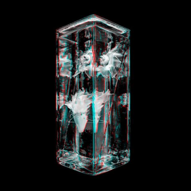 3D-Fotografie eines Feigenkaktus (Opuntia dillenii)