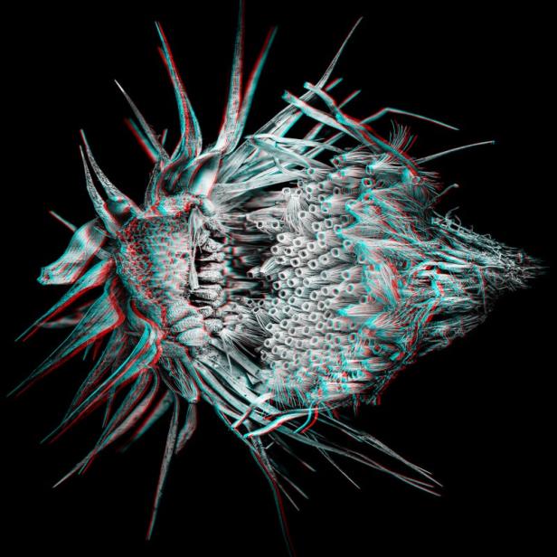 3D-Fotografie einer Distel (Asteraceae)