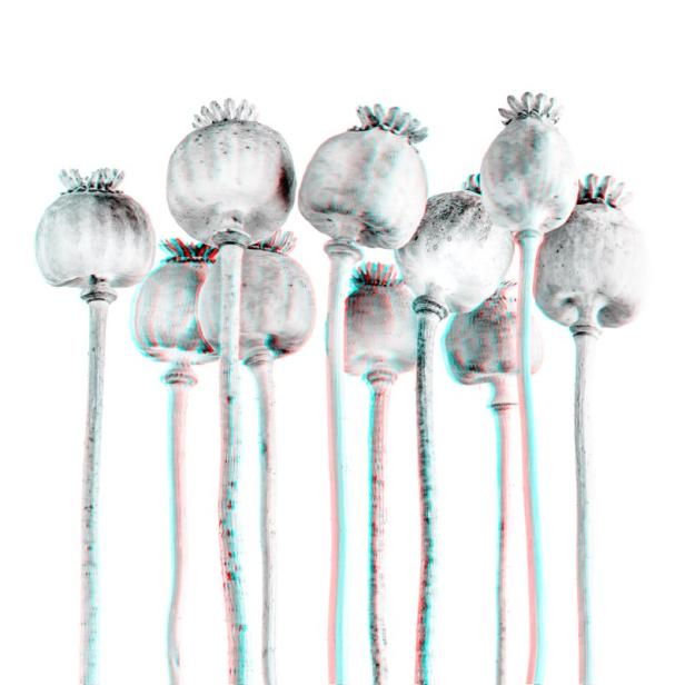 3D-Fotografie vom Schlafmohn (Papaver somniferum)