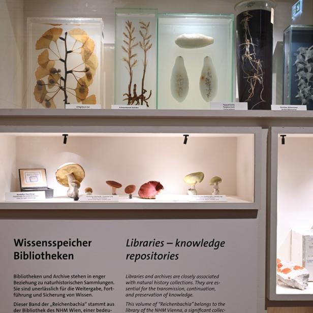 Ein Informationsstand über Pflanzen in einem Museum