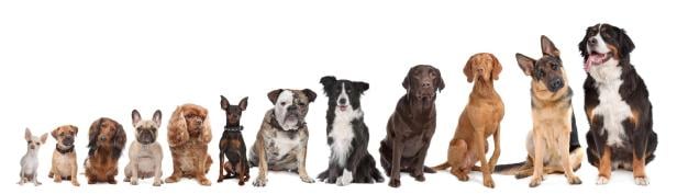 twelve dogs in a row Von Hündchen, Häufchen und größeren Haufen