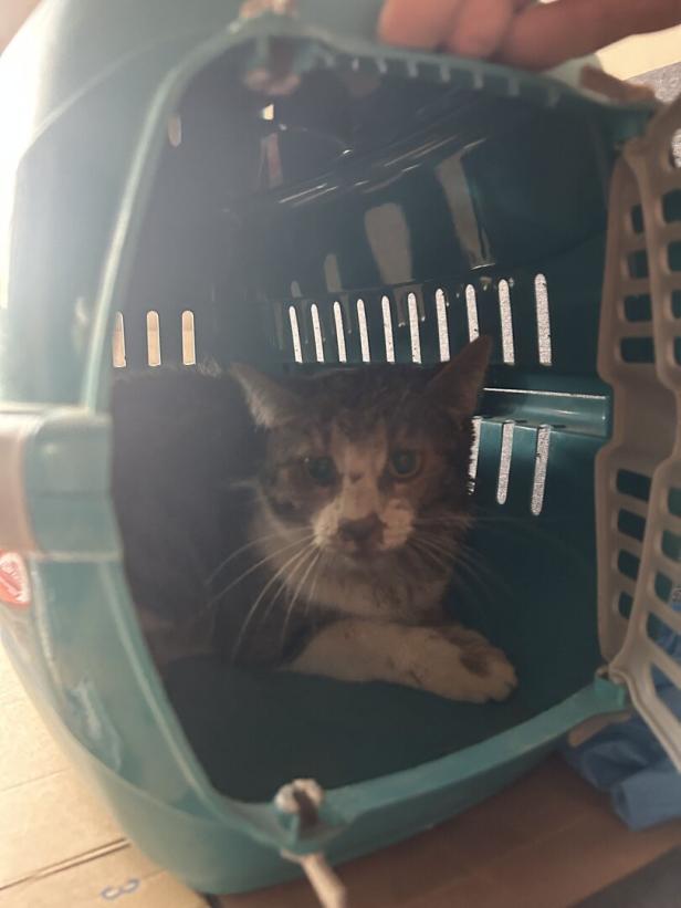 Katze in Transportbox