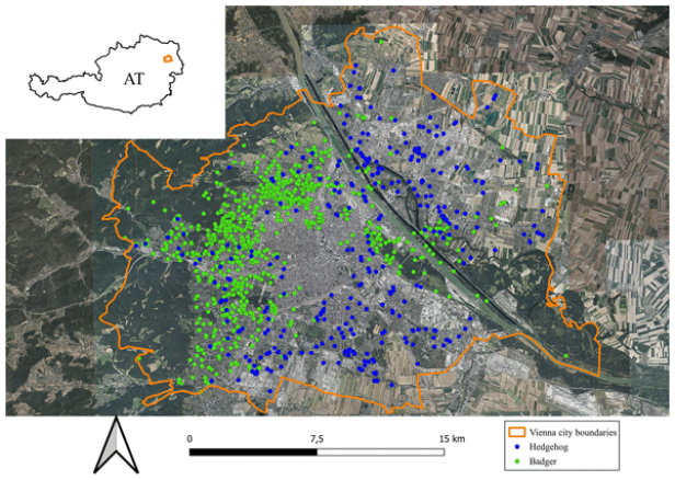 Das Satellitenbild von Wien zeigt in den westlichen Randlagen viele Nachweise von Dachsen, in anderen Teilen Wiens viele Nachweise von Igeln.