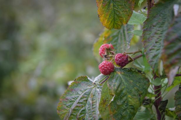 Die letzten Himbeeren auf den Sträuchern in Podujeva.