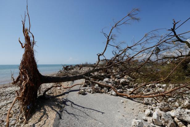 Entwurzelt Aftermath of Hurricane Melissa in Jamaica