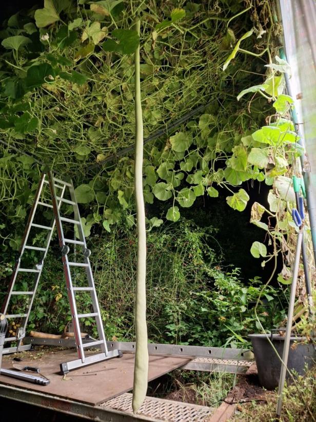 Pflanze des Riesenkürbis