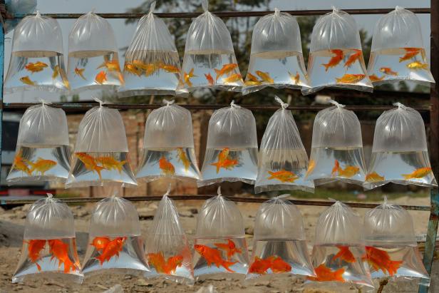 Daily life - Goldfish for sale in Peshawar
