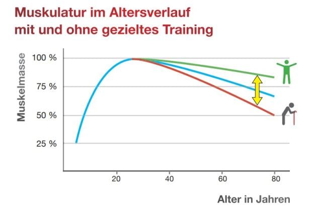 Grafik zur Veränderung der Muskulatur im Altersverlauf mit und ohne gezieltem Training