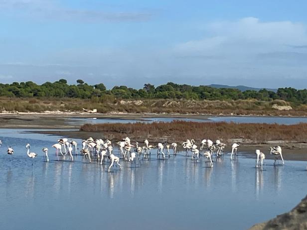 Flamingos in der Küstenlandschaft von Flora