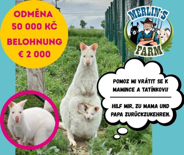 Der Vergnügungspark hat eine Belohnung ausgesetzt