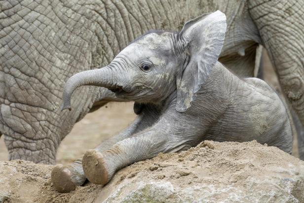 Ein Elefantenbaby liegt im Sand und stützt sich mit den Vorderbeinen ab.