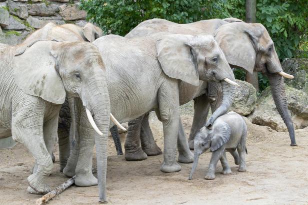 Vier erwachsene Elefanten und ein Elefantenbaby stehen zusammen auf sandigem Boden vor Felsen und Bäumen.
