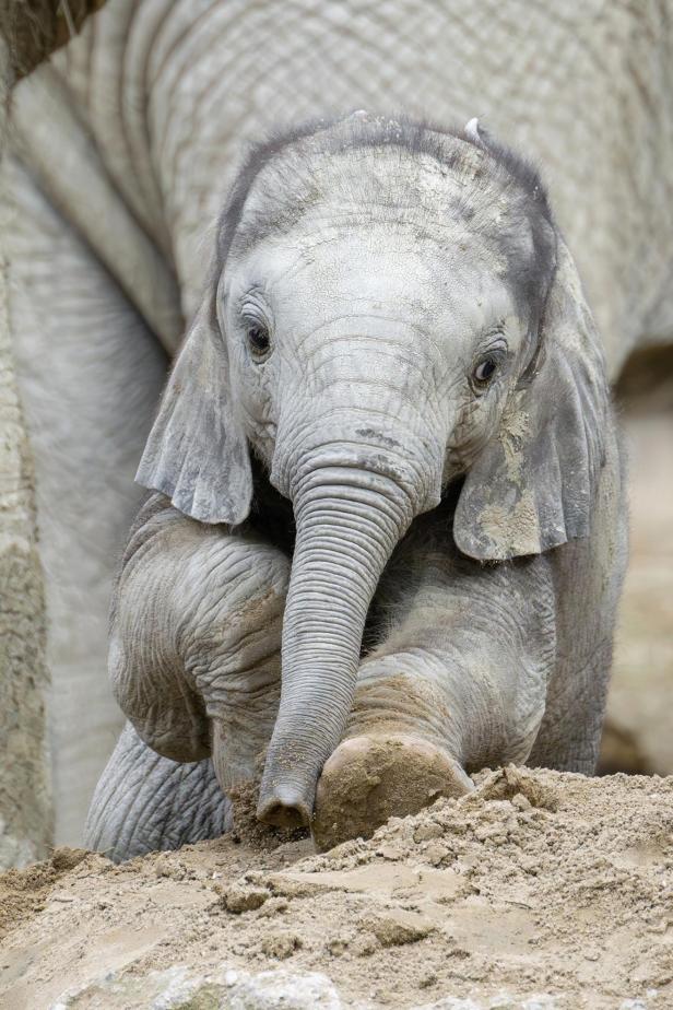 Ein Elefantenbaby steht mit einem Vorderbein im Sand und schaut neugierig nach vorne.