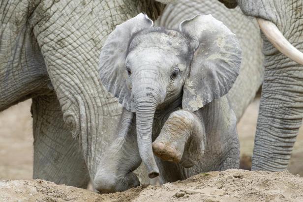 Ein Elefantenbaby läuft mit erhobenem Bein zwischen erwachsenen Elefanten durch sandigen Boden.