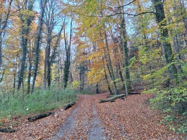 Der Tatort an der A1 in Pöchlarn.