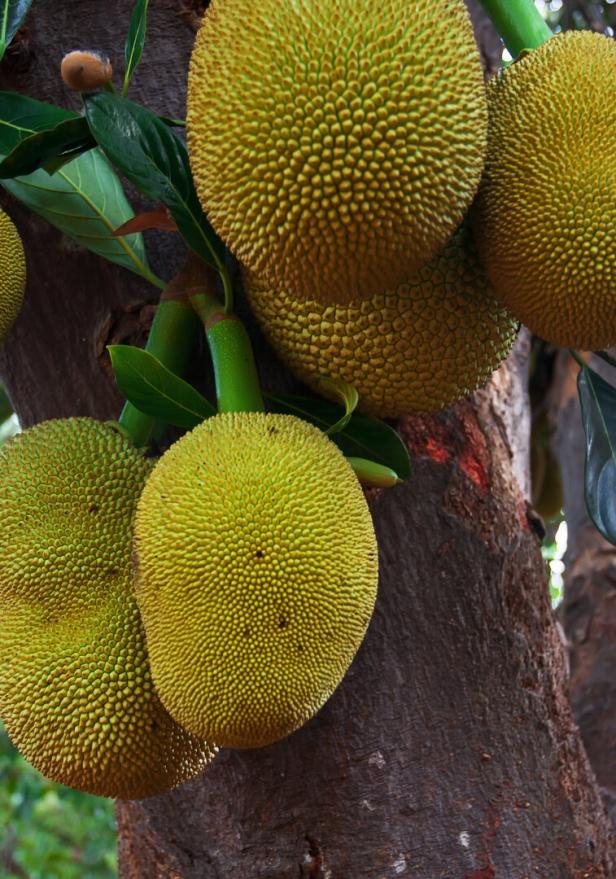 Die Durian-Frucht