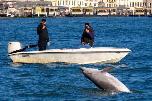 A dolphin nicknamed 'Mimmo' swims in the San Marco Basin, amid growing concerns about the impact of tourism on marine life, in Venice