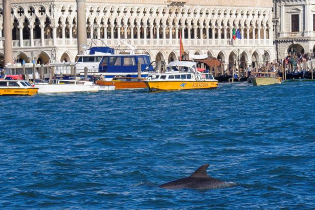 A dolphin nicknamed 'Mimmo' swims in the San Marco Basin, amid growing concerns about the impact of tourism on marine life, in Venice