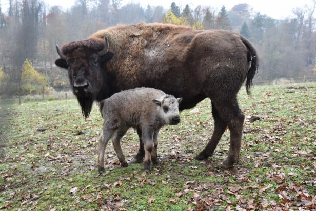 Eine Bisonmama und ihr Junges stehen im Grünen, im Hintergrund ist ein Wald zu erkennen.