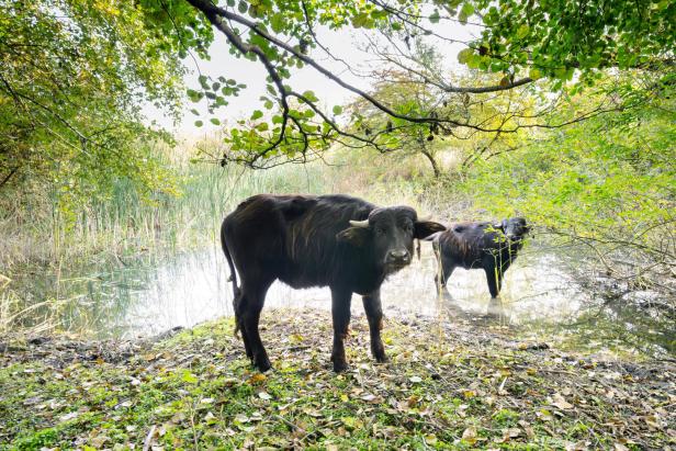 ++ HANDOUT ++ NIEDERÖSTERREICH: SCHÖNBRUNNER WASSERBÜFFEL GRASEN IM NATURPARK LEISER BERGE