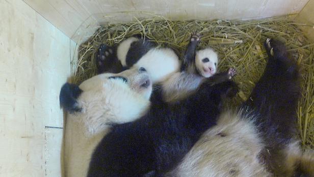 Schönbrunn: Panda-Zwillinge werden von Tag zu Tag aktiver