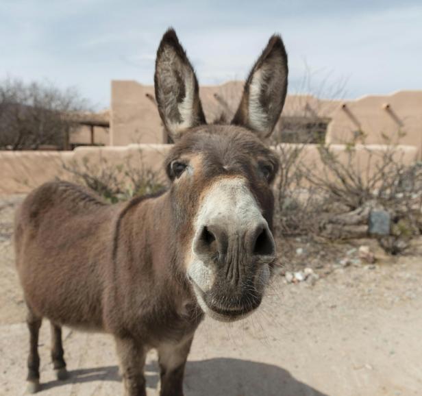 Nahaufnahme eines braunen Esels mit aufgerichteten Ohren vor einer Lehmwand und karger Vegetation.