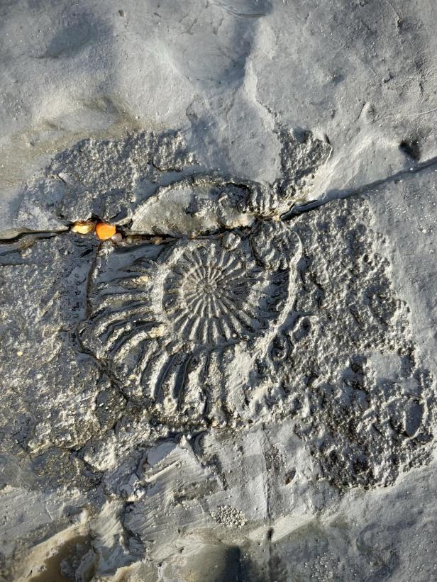 Der Abdruck eines Ammonits.