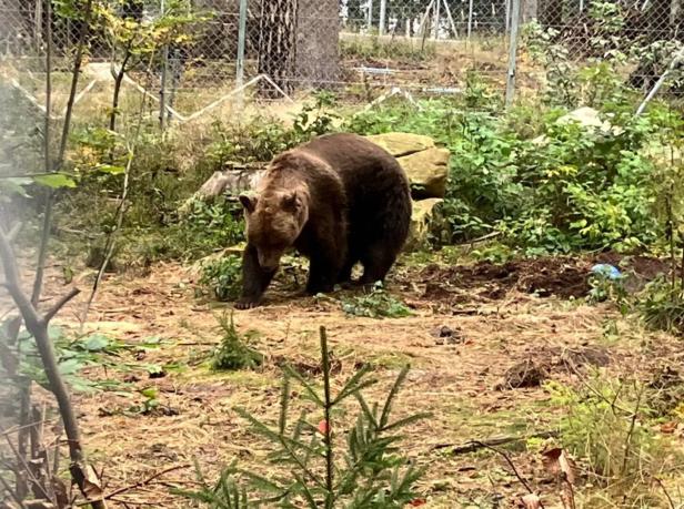 Bär Felix in seinem Gehege. Er beginnt zu graben.