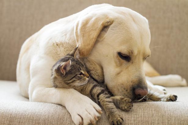 Yellow Labrador with a tabby cat on a sofa