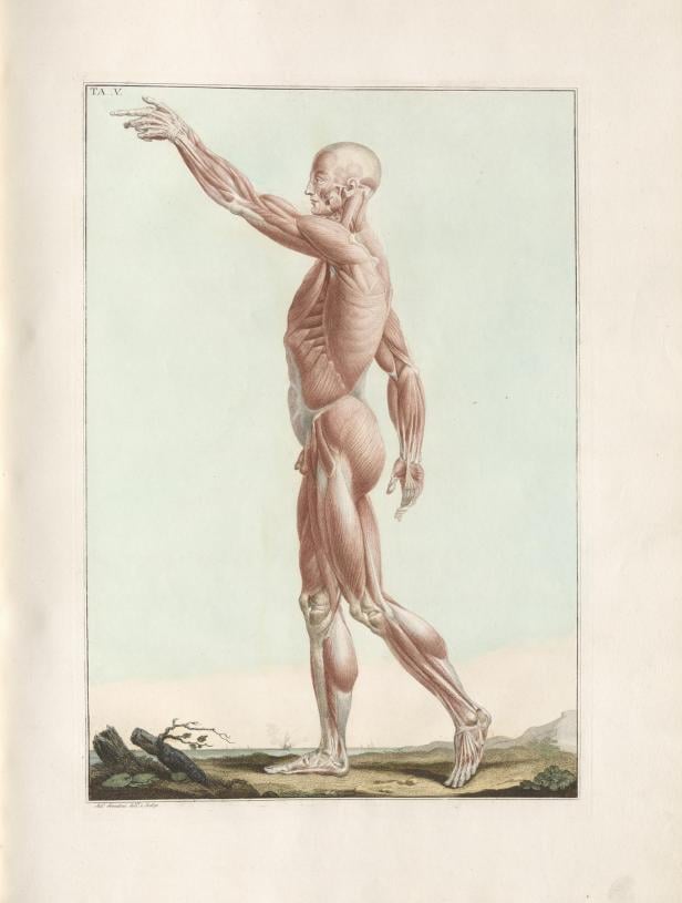 Anatomische Zeichnung eines menschlichen Körpers ohne Haut, der mit ausgestrecktem rechten Arm nach vorne zeigt und auf dem linken Bein steht.