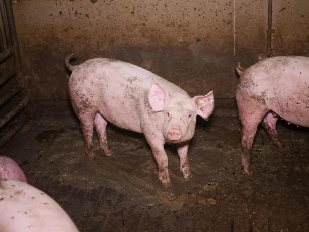 Trotz AMA-Gütesiegels: Mastbetrieb wegen Tierquälerei angezeigt