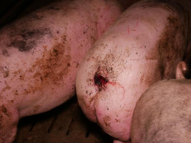 Trotz AMA-Gütesiegels: Mastbetrieb wegen Tierquälerei angezeigt