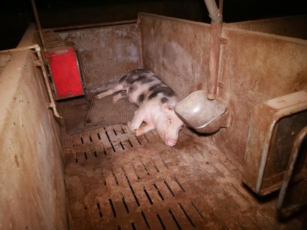 Trotz AMA-Gütesiegels: Mastbetrieb wegen Tierquälerei angezeigt