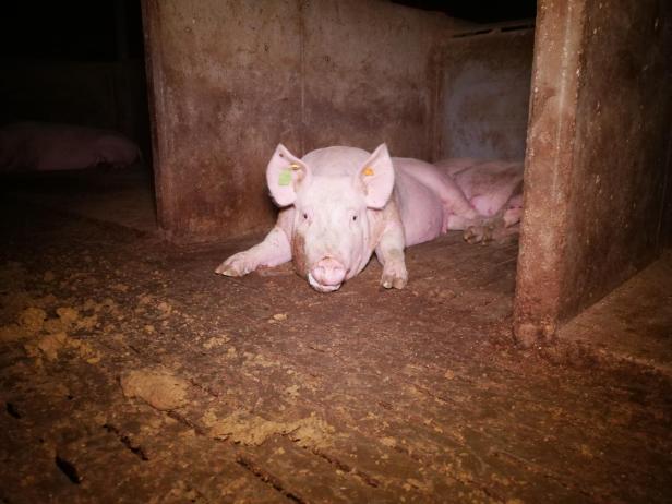 Trotz AMA-Gütesiegels: Mastbetrieb wegen Tierquälerei angezeigt