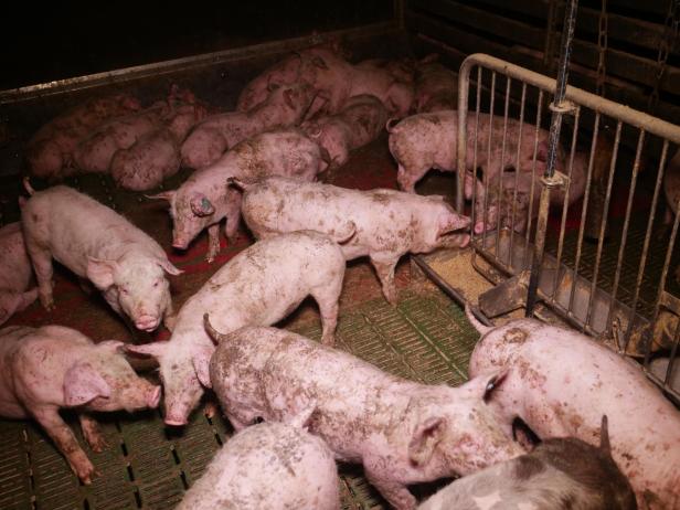 Trotz AMA-Gütesiegels: Mastbetrieb wegen Tierquälerei angezeigt