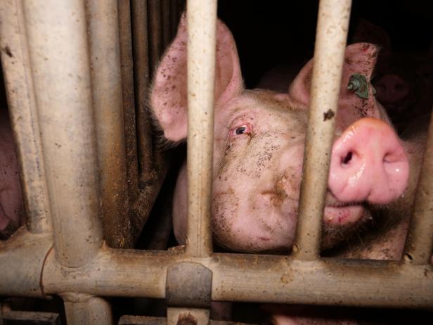 Trotz AMA-Gütesiegels: Mastbetrieb wegen Tierquälerei angezeigt