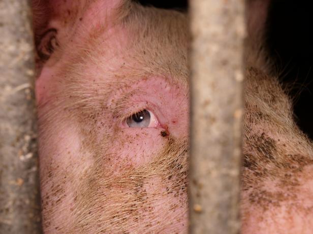 Trotz AMA-Gütesiegels: Mastbetrieb wegen Tierquälerei angezeigt